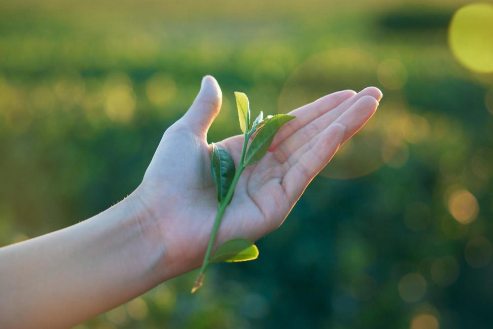 知覧茶の新芽