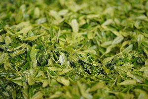 収穫された茶葉