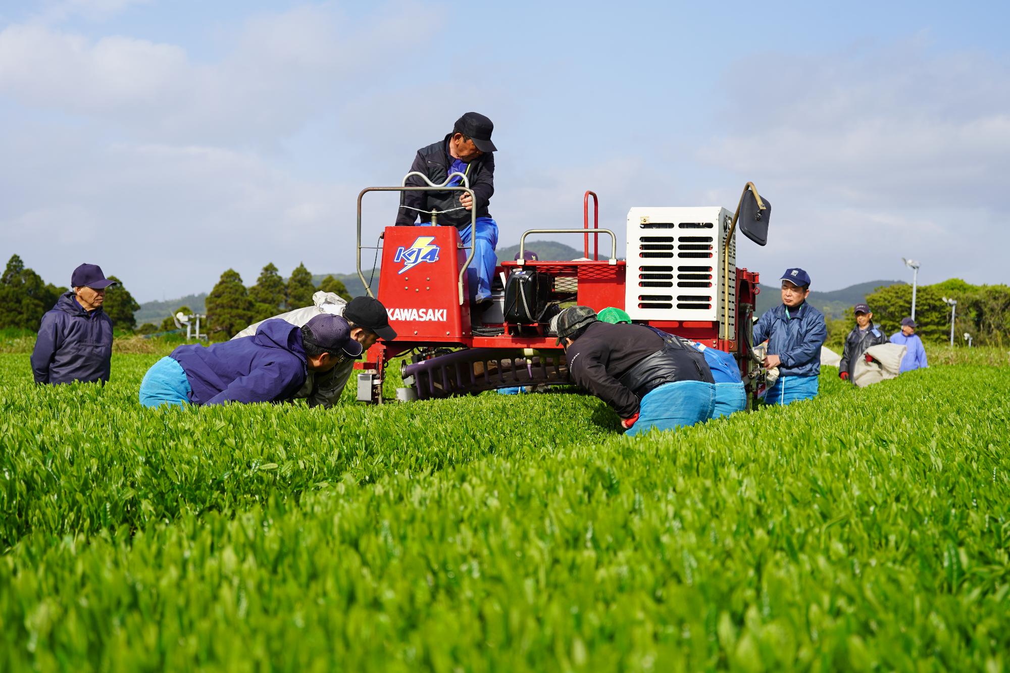摘採写真(川原)