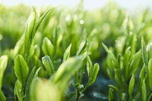 朝露がかかった茶葉