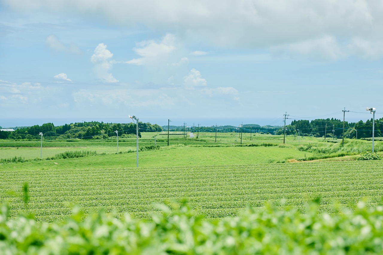 青空と茶畑の写真