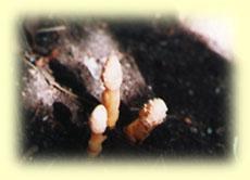 地面から数センチ伸びた茎の先端から黄色っぽい花茎が伸びているキイレツチトリモチの写真