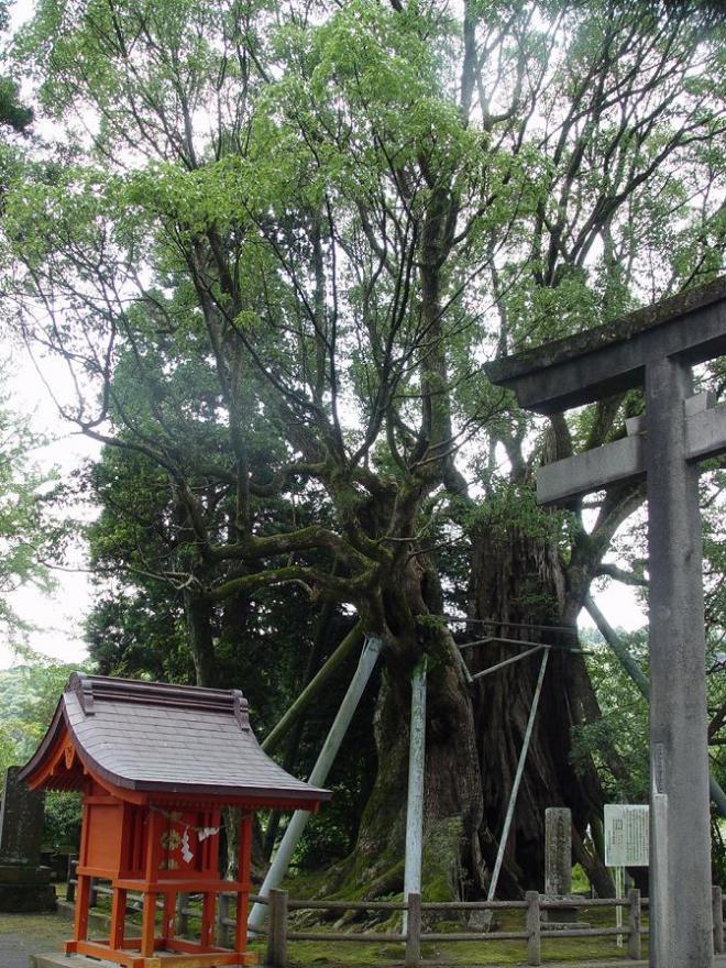石鳥居と朱色の祠がある飯倉神社の境内奥に立つ、根回りが25メートルもあり支柱で支えている巨木の大クスの写真