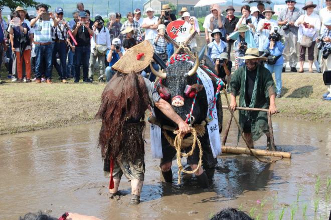 大勢の見学客がカメラを手に見守る中、先頭で手綱を引く人、黒い牛に扮した姿の人、牛の後ろで木製の馬鍬を使い水田を耕す御田植祭りの様子の写真
