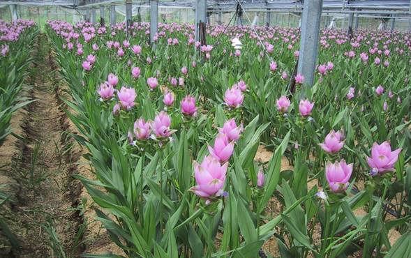ビニールハウスに濃いピンクの花をつけたクルクマが植えられている写真
