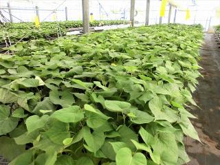 さつまいもバイオポット苗が育苗され、青々とした葉が茂っているビニールハウス内の写真