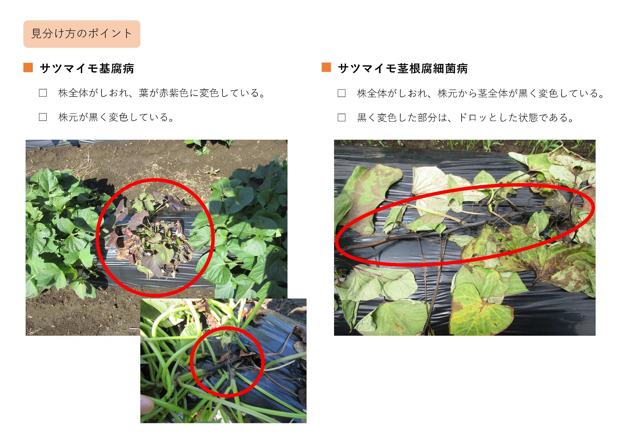 基腐病、茎根腐細菌病の見分け方