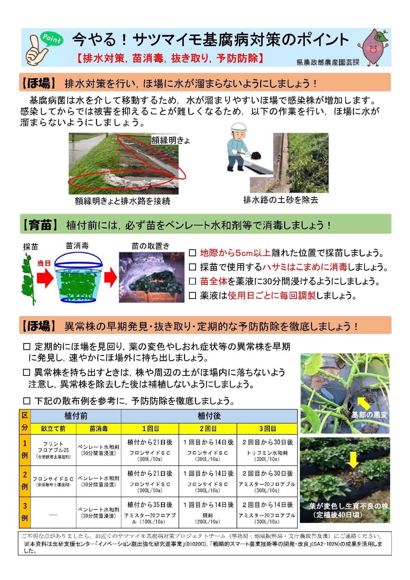 今やる!サツマイモ基腐病対策のポイント(排水対策,苗消毒,抜取,予防防除)