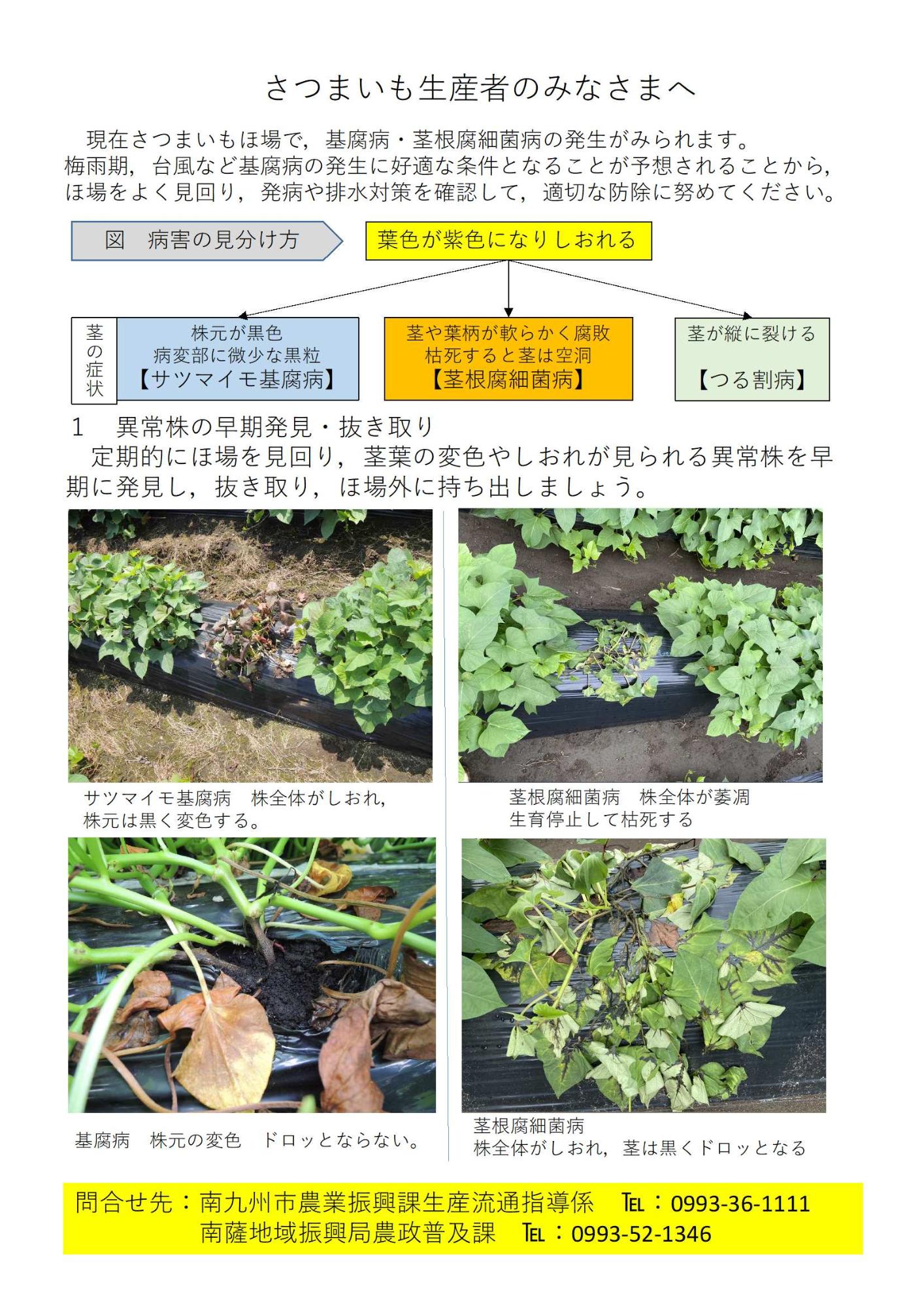 サツマイモ基腐病,サツマイモ茎根腐細菌病対策チラシ1