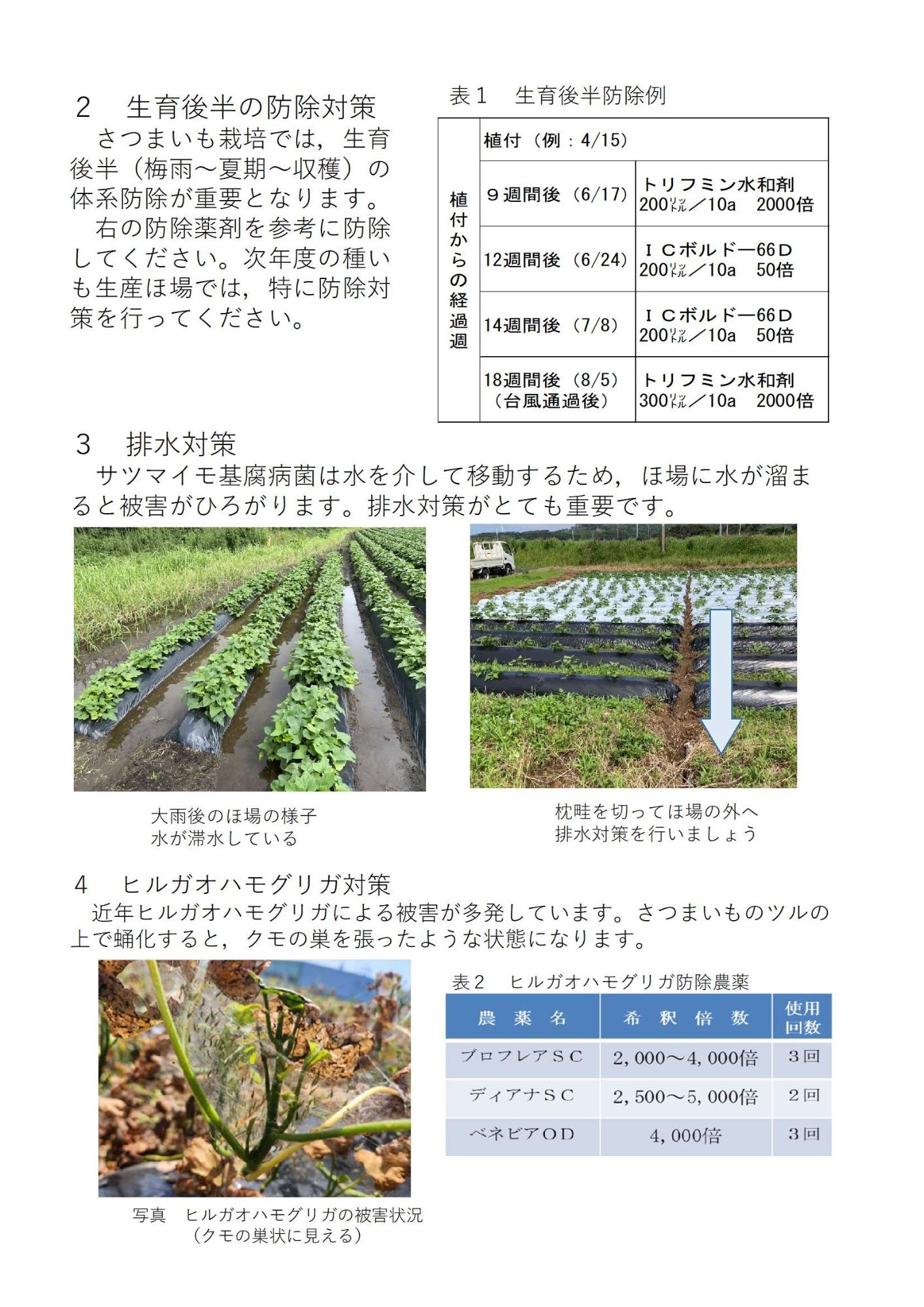 サツマイモ基腐病,サツマイモ茎根腐細菌病対策チラシ2