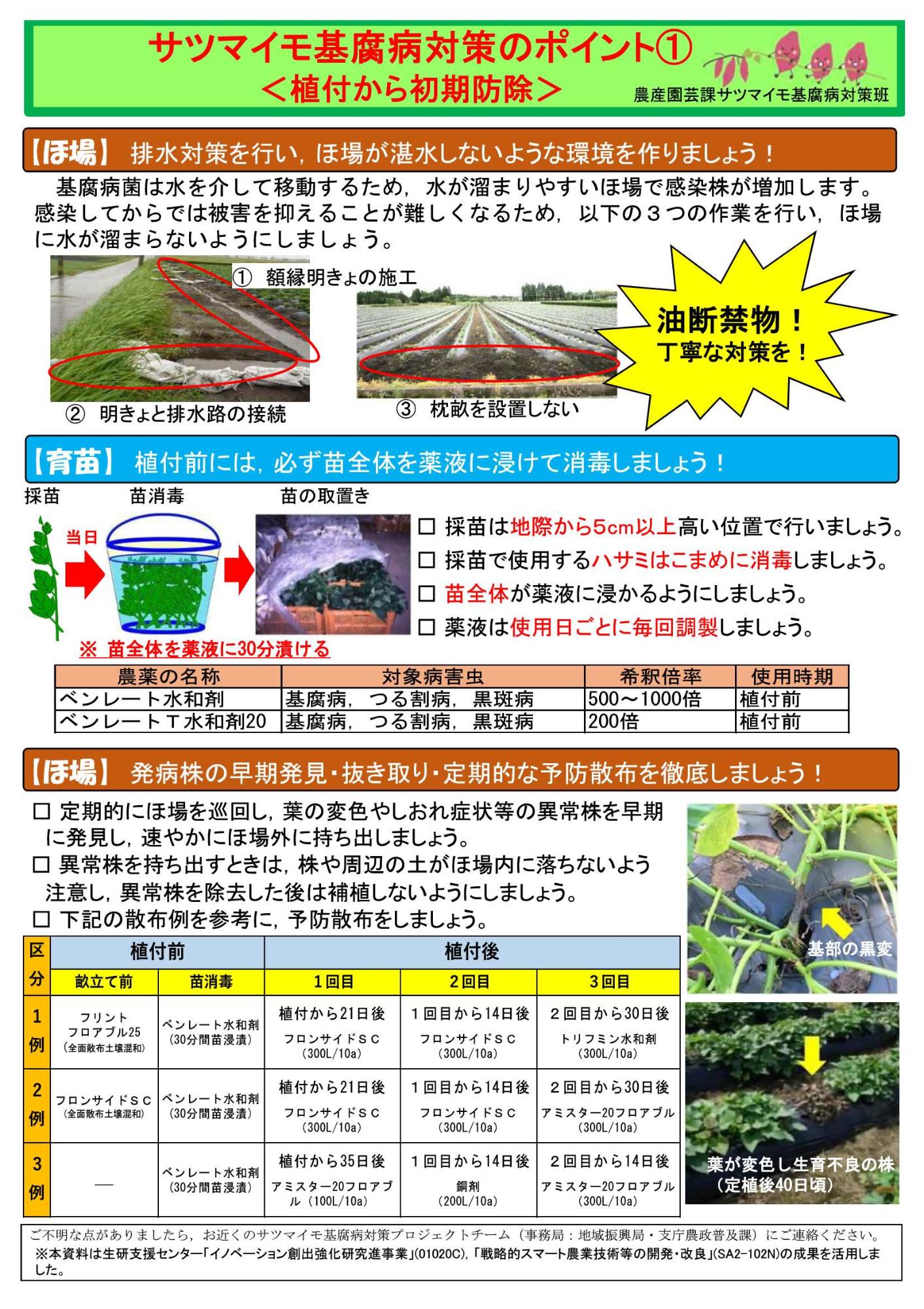サツマイモ基腐病対策のポイント1(植付~生育初期)