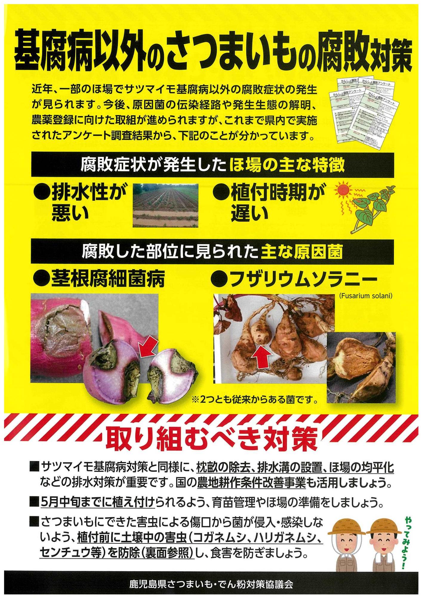 さつまいも虫害・その他腐敗症チラシ2