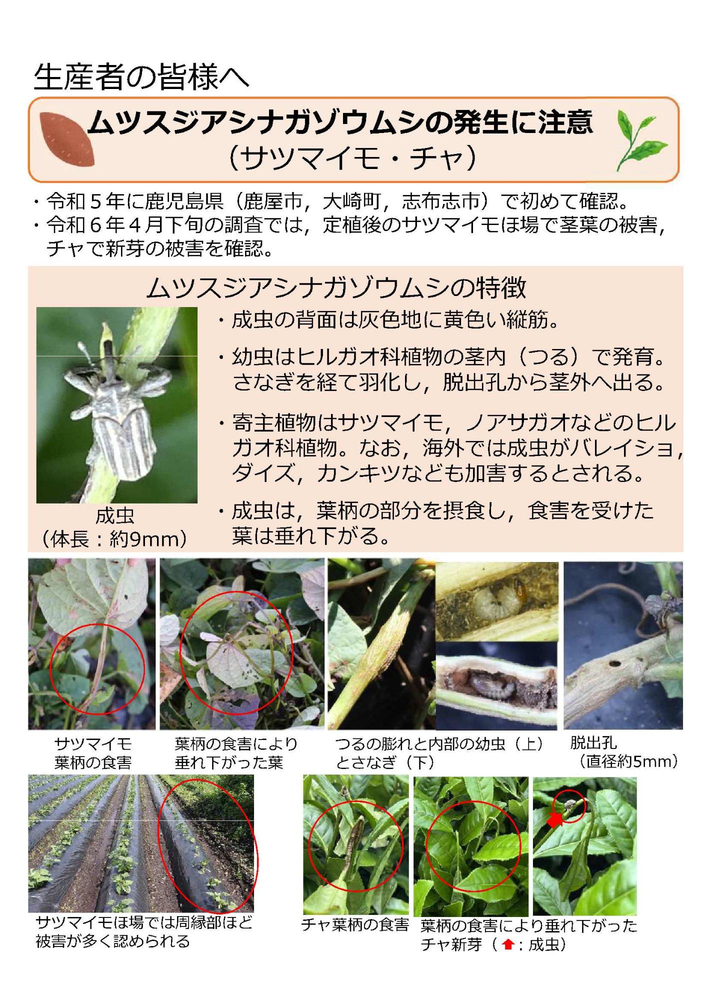ムツスジアシナガゾウムシの発生に注意その1
