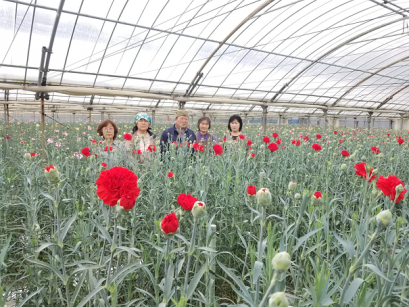 ハウスの中で、赤い花やつぼみをつけたたくさんのカーネーションに囲まれて立っている生産者5名の写真