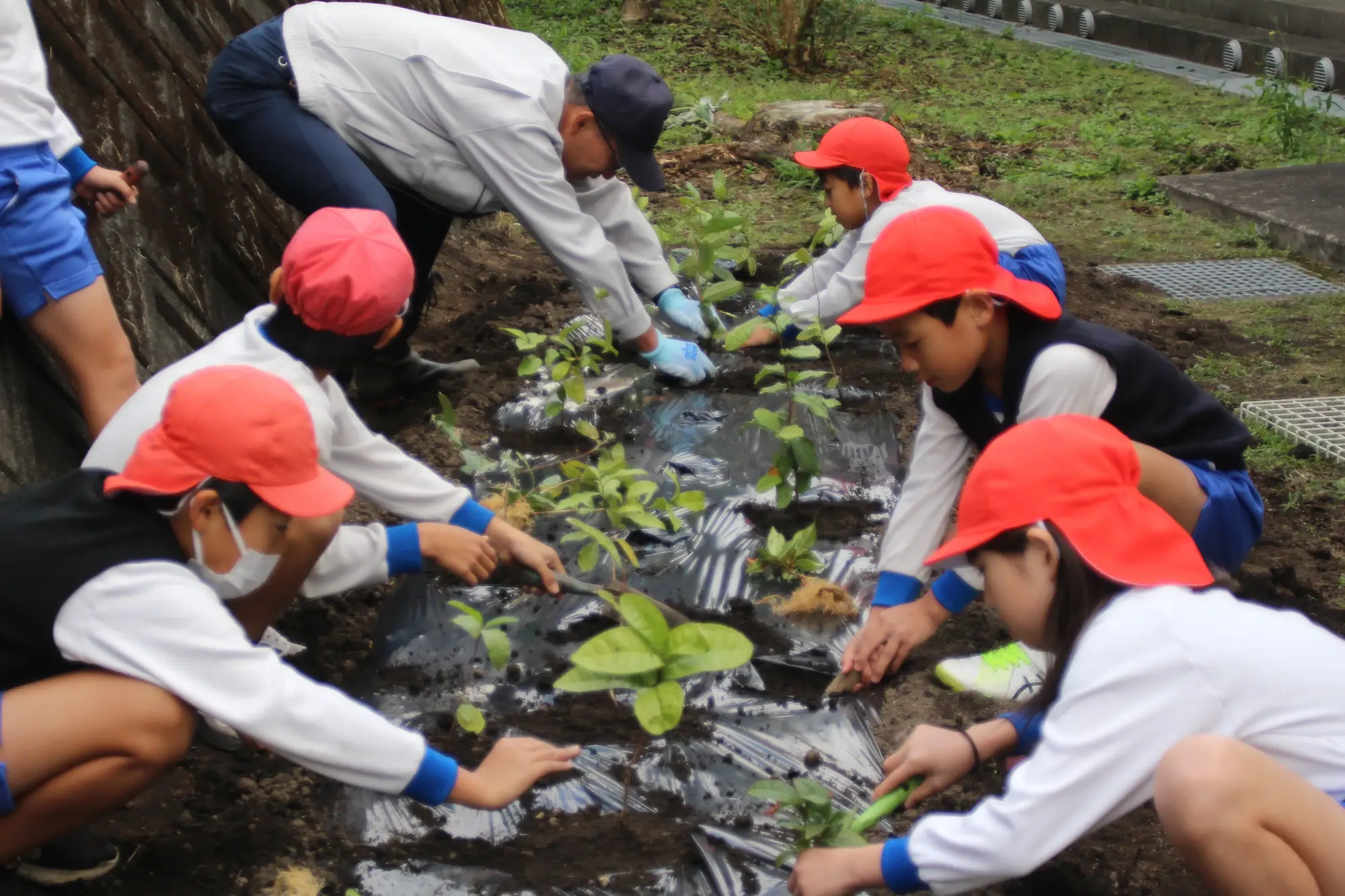 粟ケ窪小学校 お茶の苗木の植え替えの様子