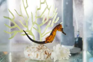 タツノオトシゴハウス
