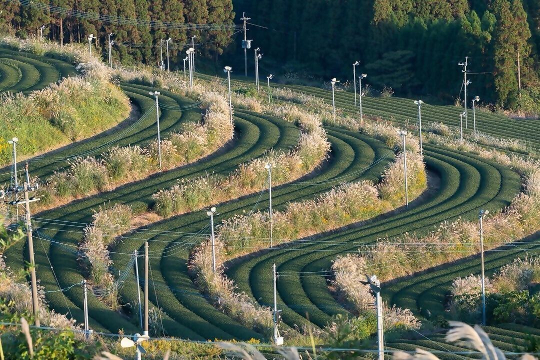 知覧の茶畑