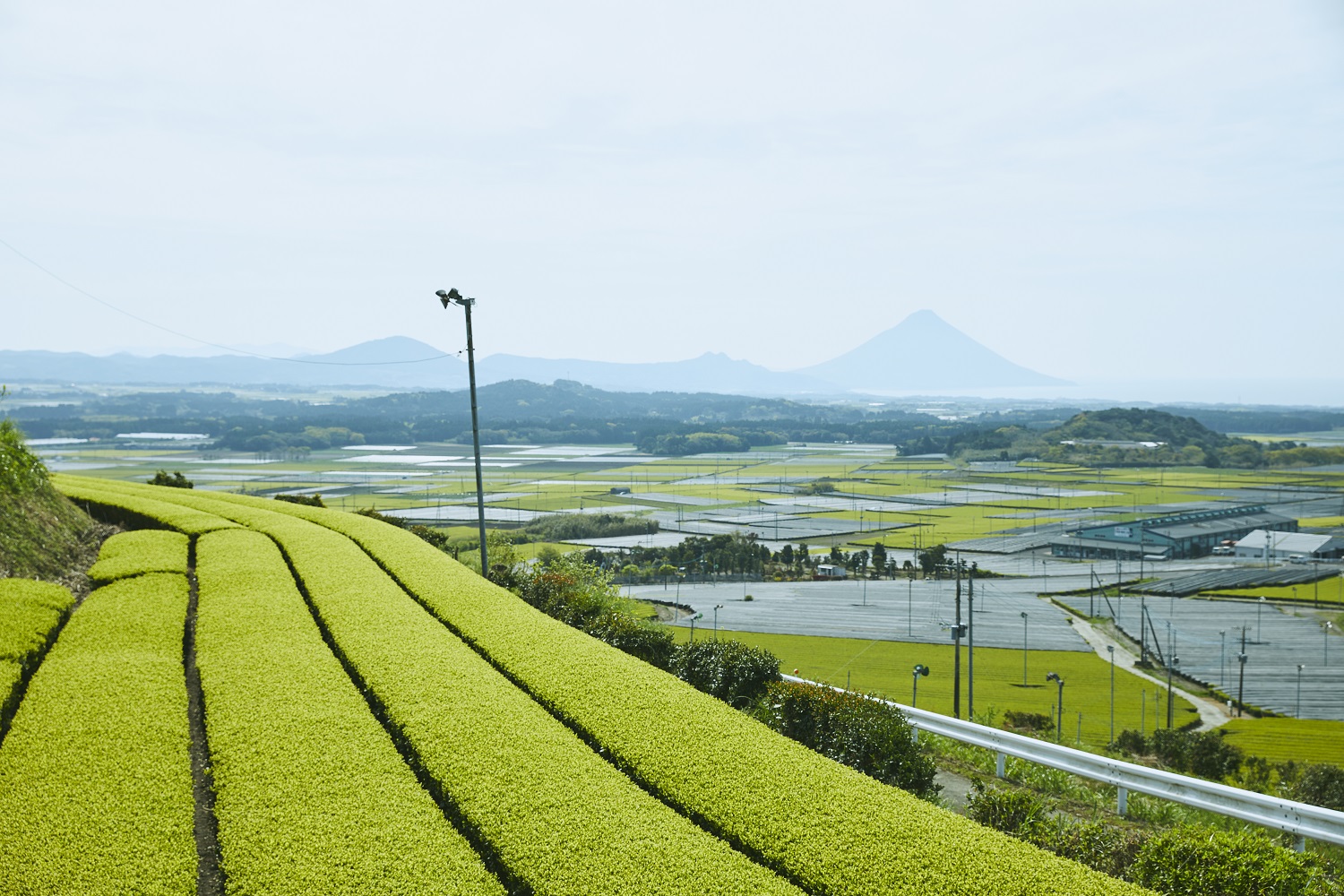茶畑