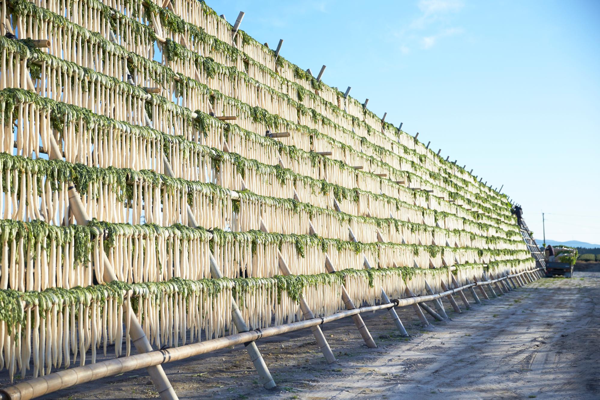 daikon_yagura1