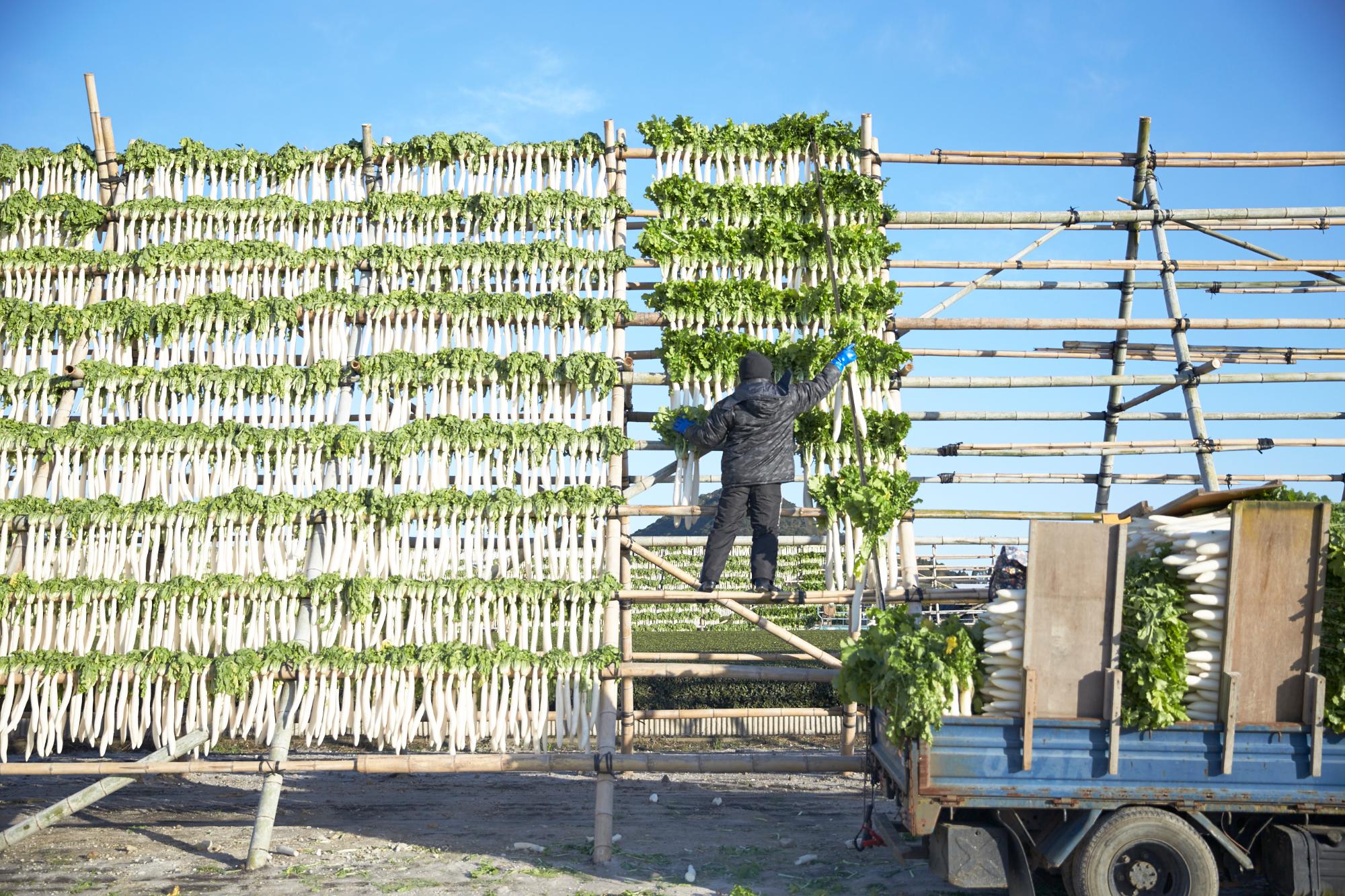 daikon_yagura3