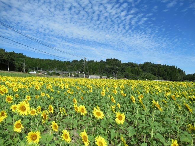 秋空の下、ひまわりが畑一杯に咲いている写真