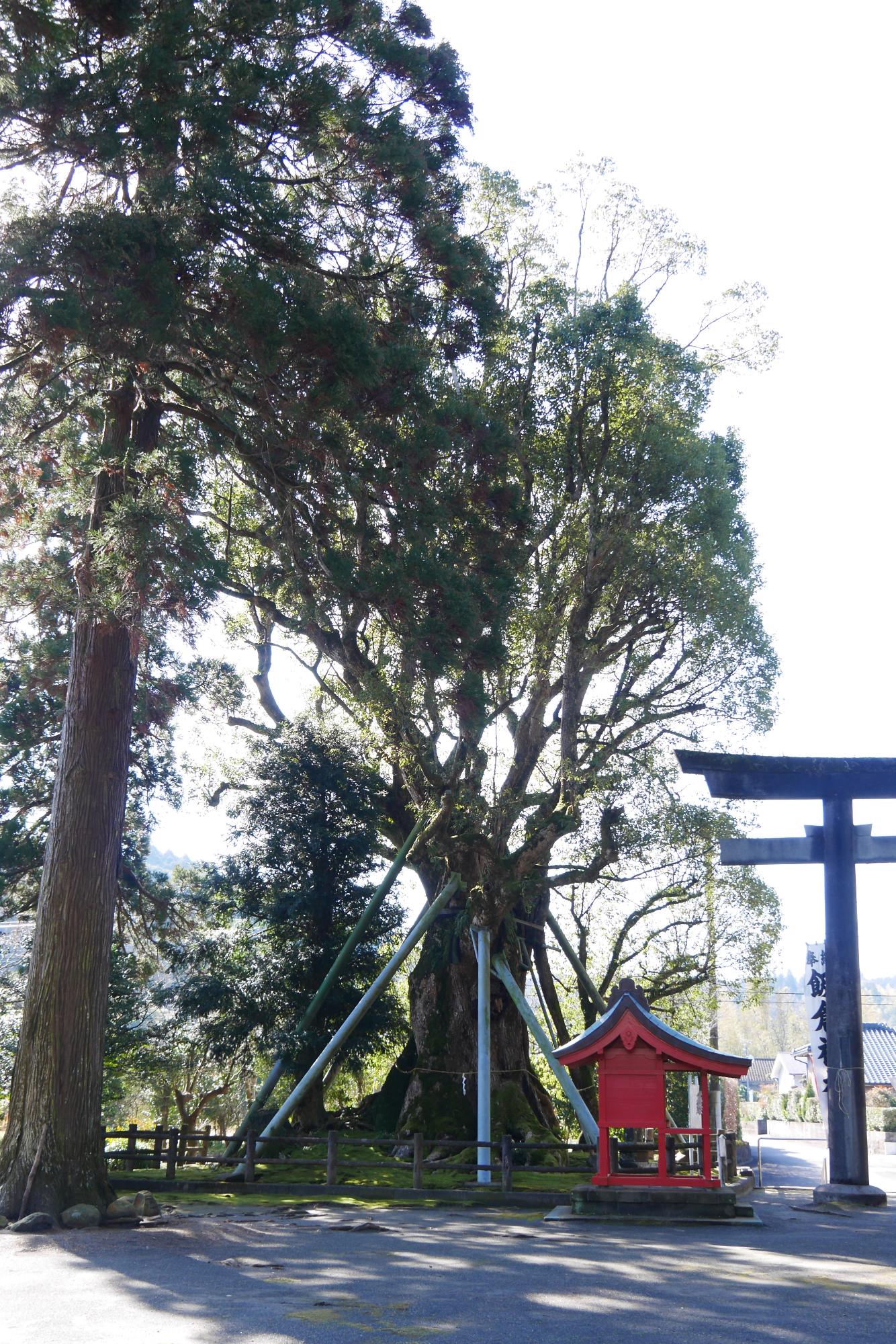 iikura_shurine2