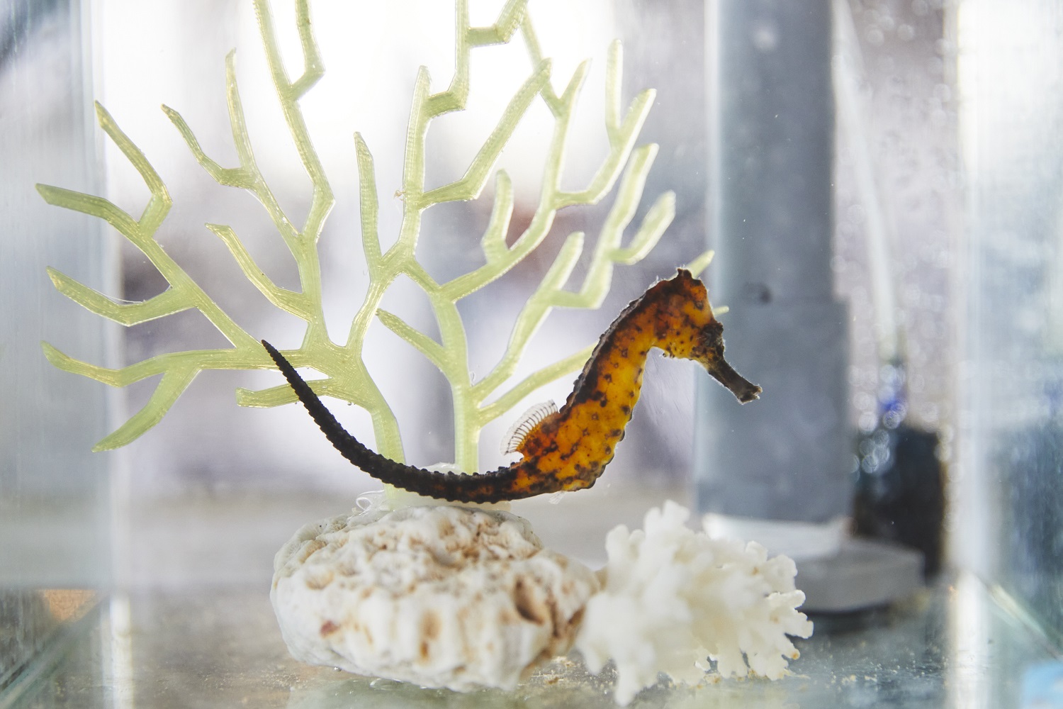 タツノオトシゴハウス