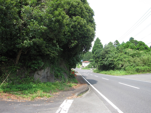 木が茂っている山の側に歩道があり、歩道上に枝が張り出している写真