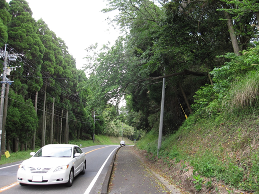 両脇に木があり白い車が通る上に枝が飛び出して落下しそうな様子の写真