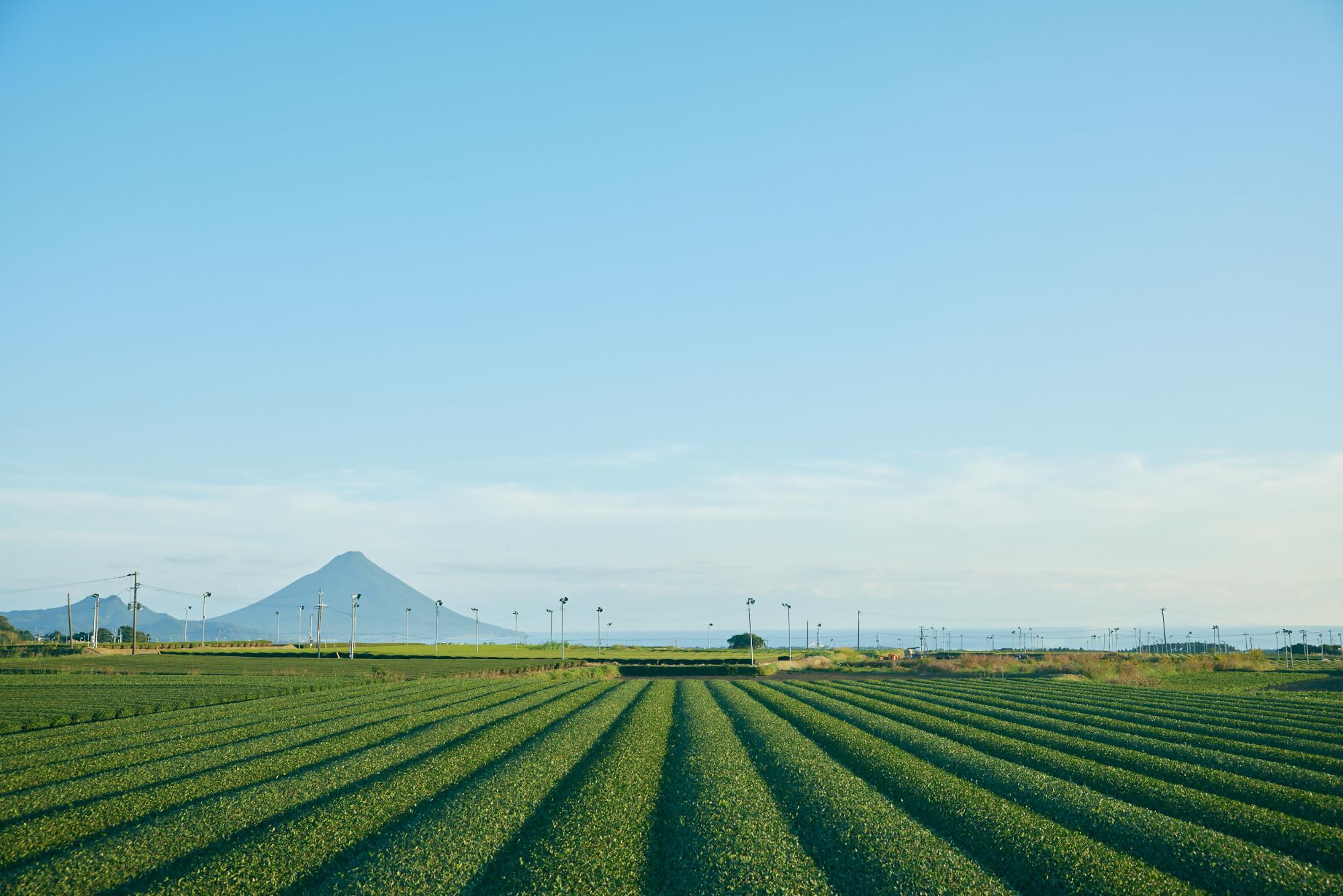 知覧茶のある暮らし