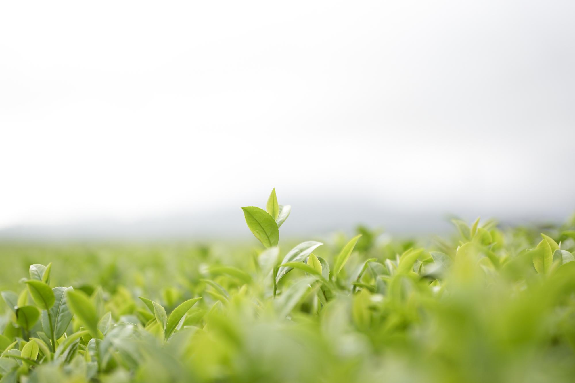 茶畑のなかで頭一つでた茶葉の写真