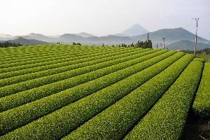真っすぐ畝が続く茶畑