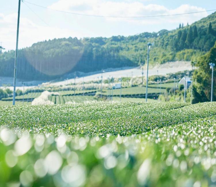 青空の下に広がる南九州市の茶畑の風景 遠くに山が見える