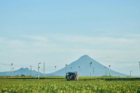茶畑と摘採機の写真 遠くに開聞岳が見える