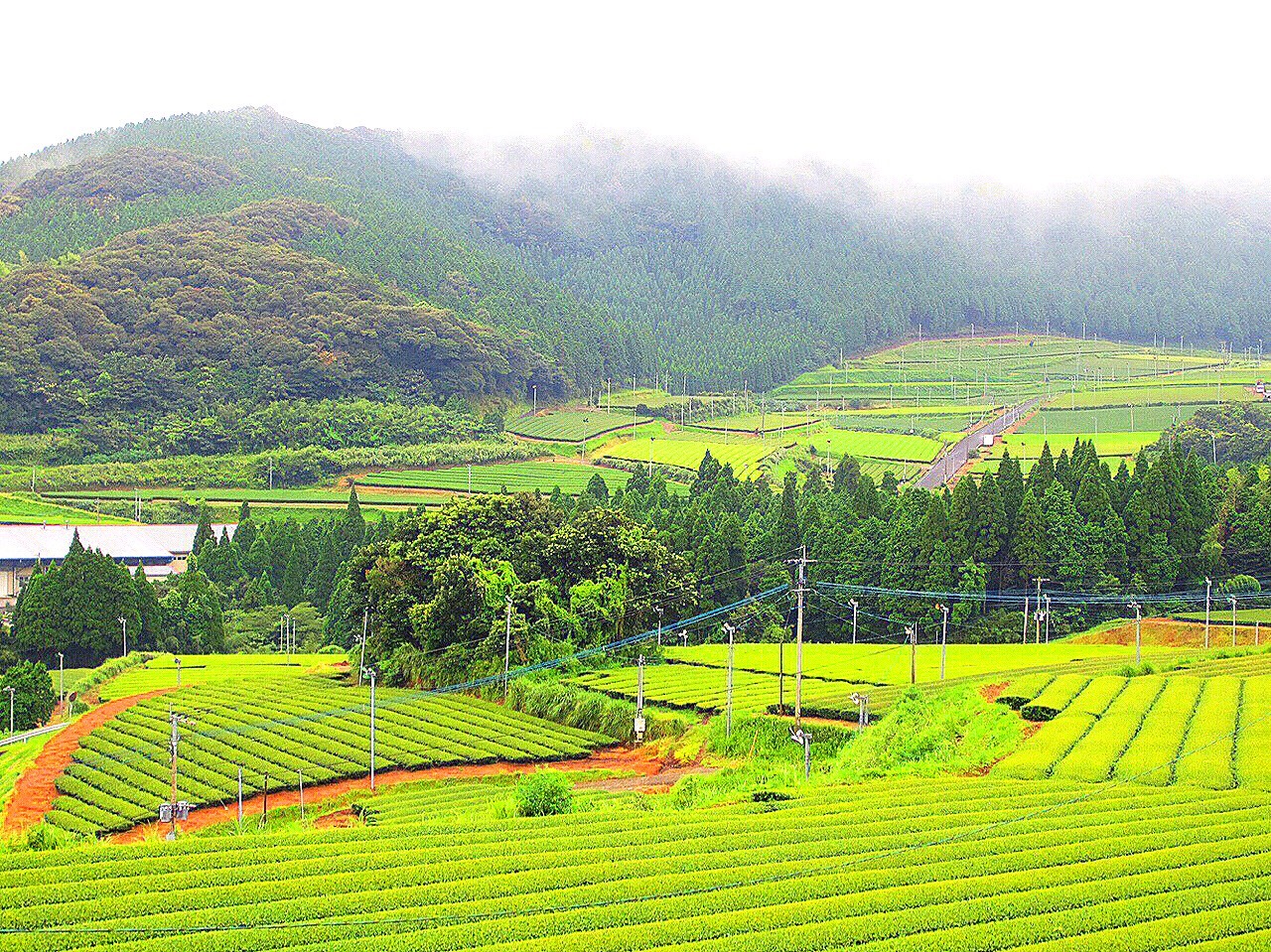 茶畑風景