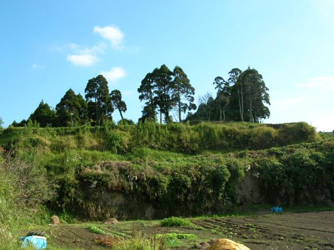 草が生い茂る2段のシラス壁の台地の上に背の高い木が数本生えている安養寺跡の写真