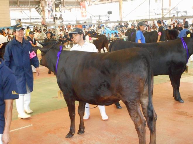 会場にたくさんの黒毛の牛と畜産関係者たちが集まっている、2017年鹿児島県畜産共進会の審査の様子の写真