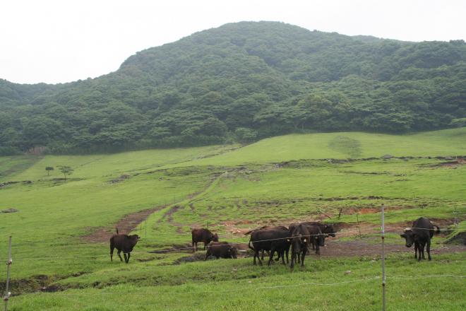 小高い山を背景に、緑豊かな広大な敷地でのびのびと過ごす黒牛達のいる南九州市青木放牧場の写真