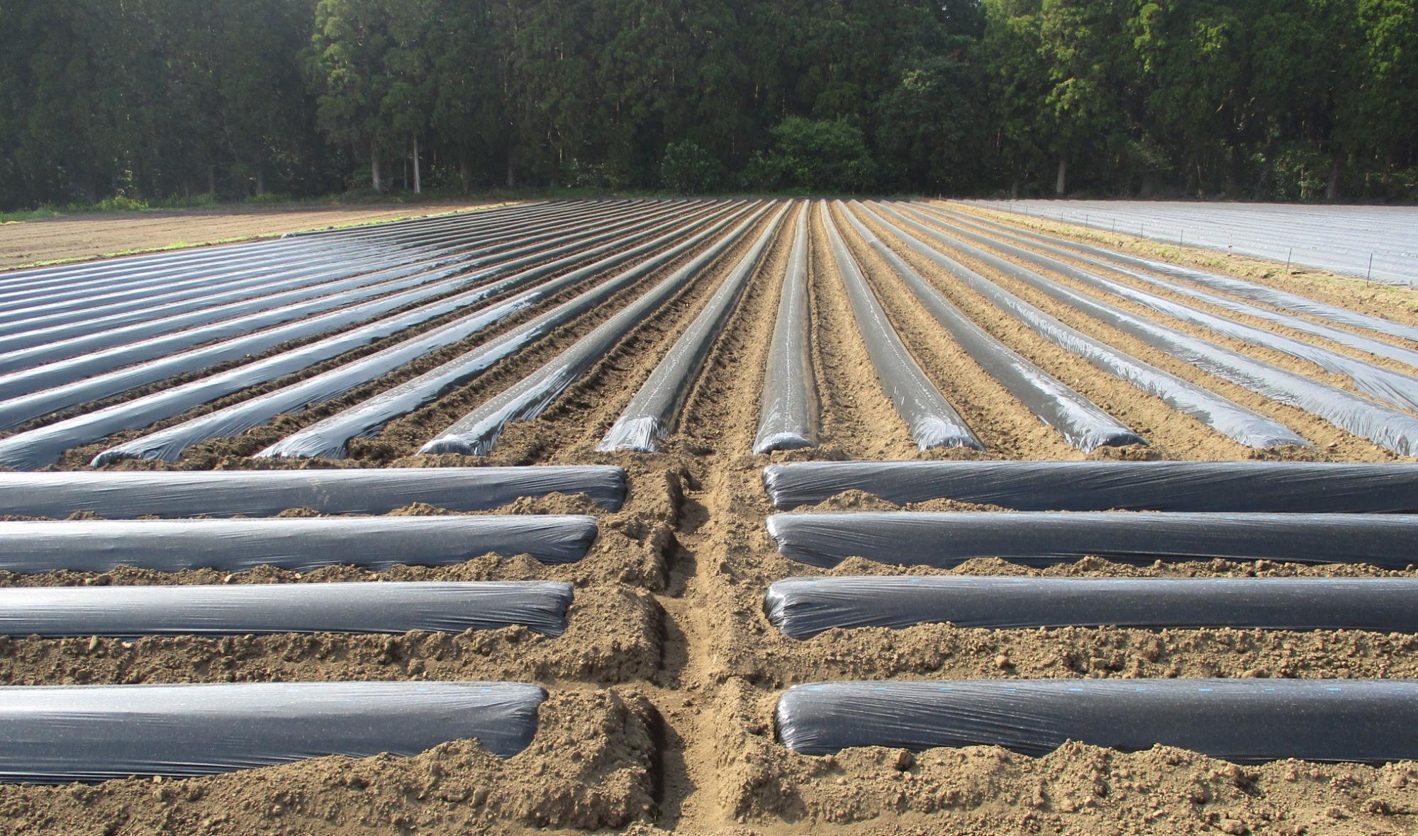 枕畝の部分除去の様子