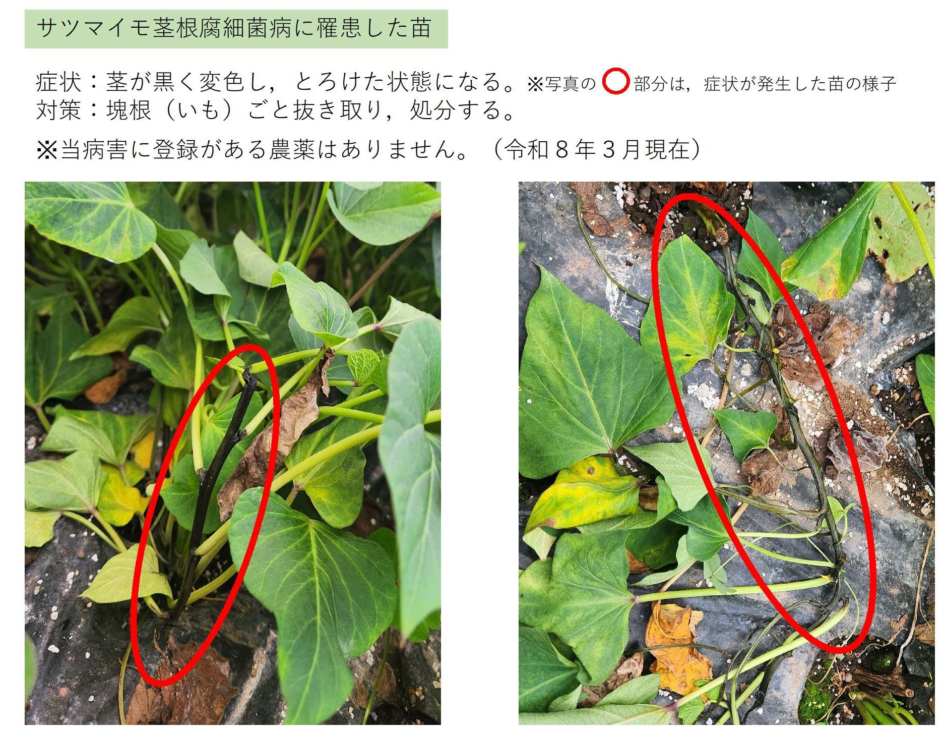 苗床でのサツマイモ茎根腐細菌病発生画像