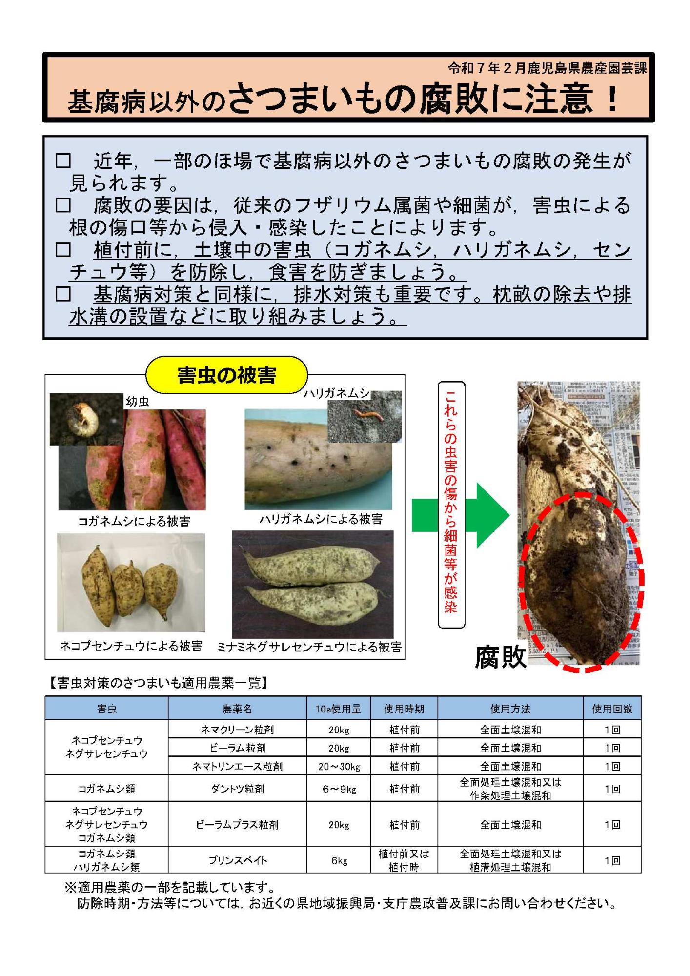 基腐病以外のさつまいもの腐敗に関する注意