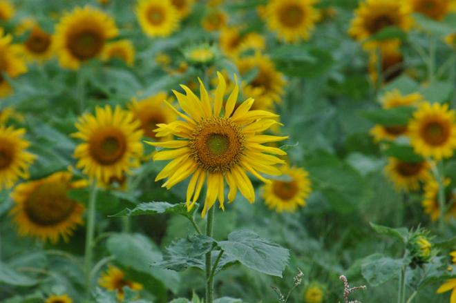 ひまわり畑にたくさんのひまわりが咲く中、1つの花にフォーカスを当てた写真