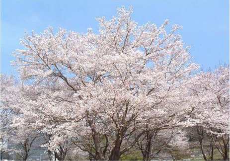 大きな桜の木が満開になっている写真