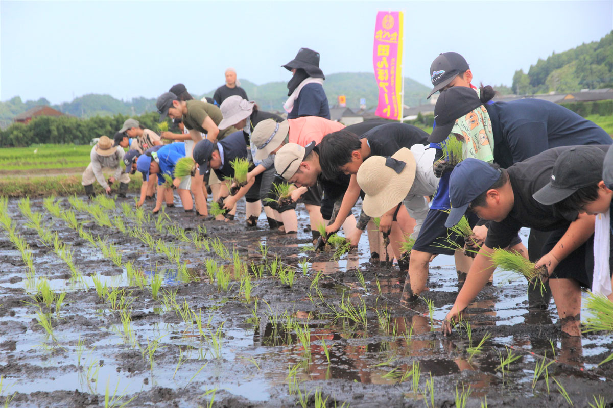 田んぼアートの田植えの様子
