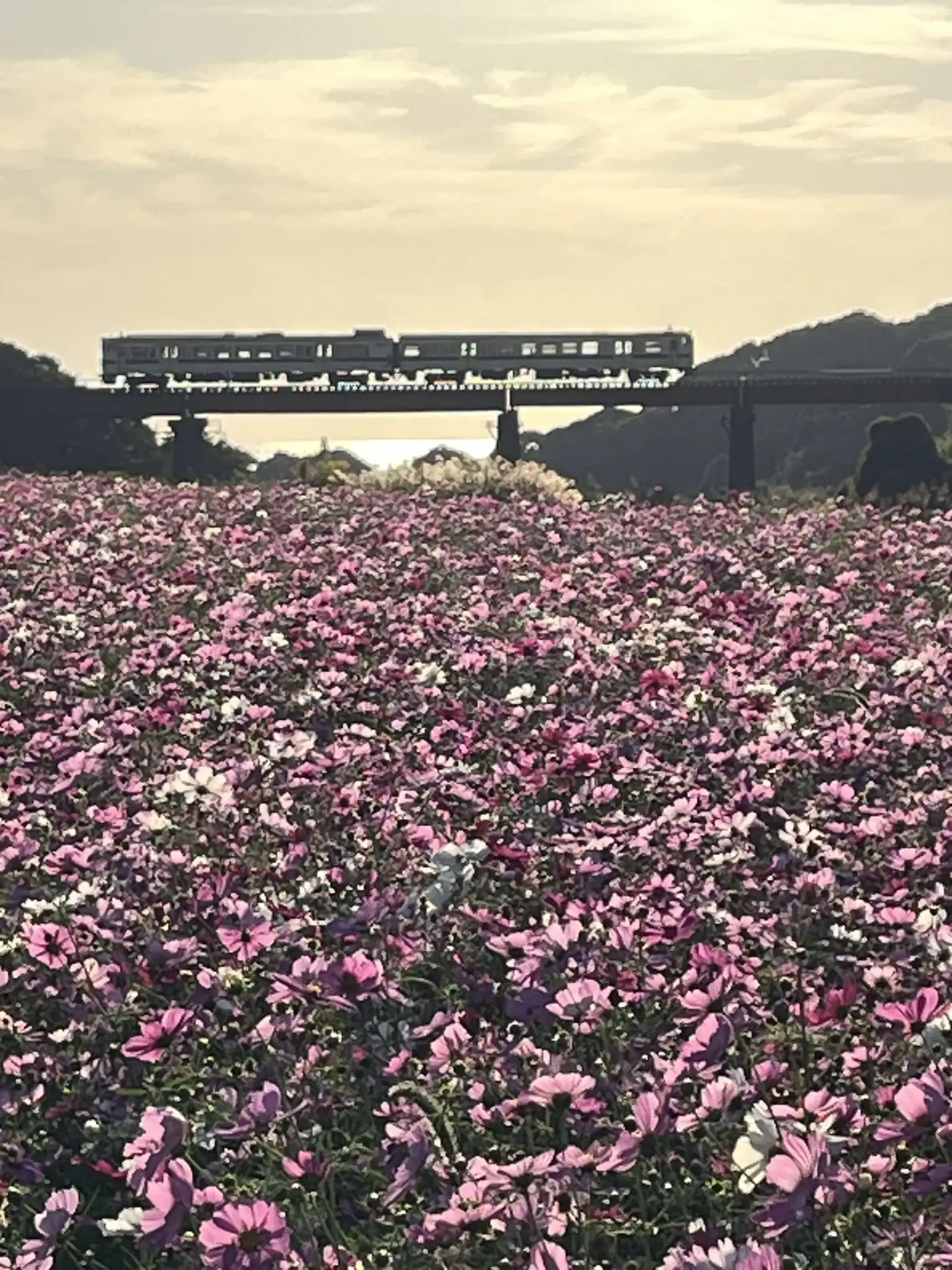 「第5回あなたが選ぶかごしま景観大賞」大賞受賞！～頴娃町郡地区のコスモス畑～