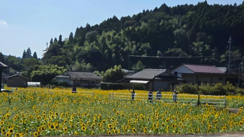 ～まちづくり大相撲～種まきから開花まで！地域で作る田代の四季
