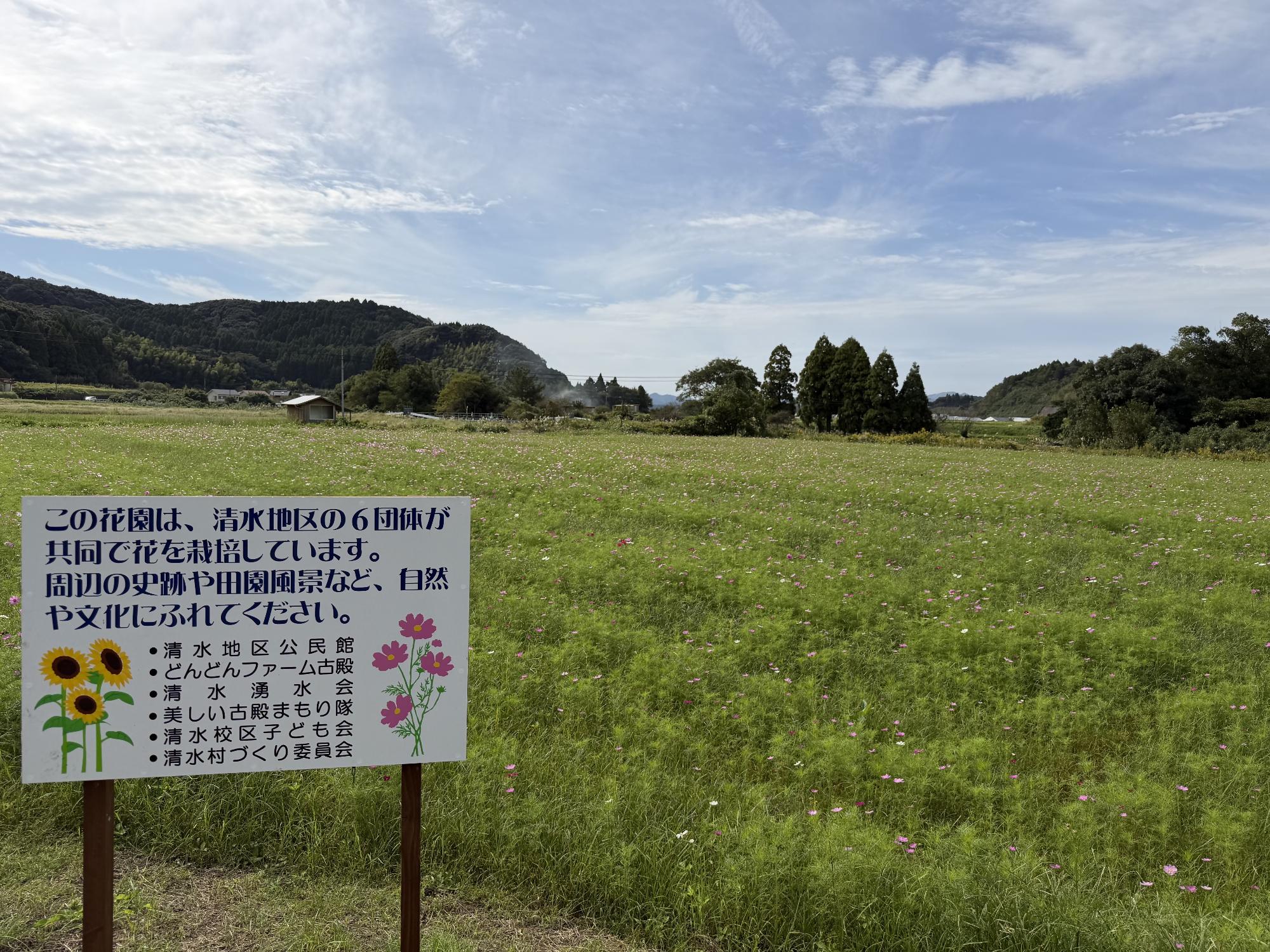 清水地区コスモス