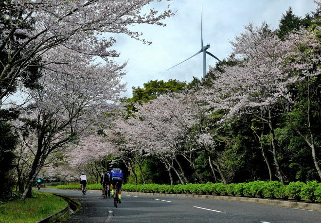 道路の両脇に桜が咲いており、ヘルメットを被りサイクリングを楽しんでいる方々を後ろから撮影した写真