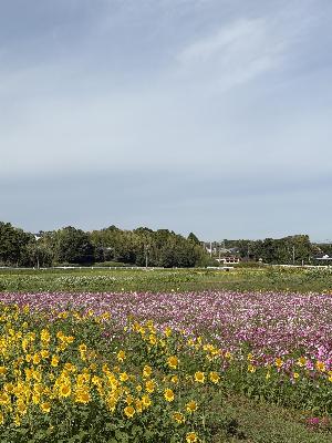 淵別府のひまわりとコスモス