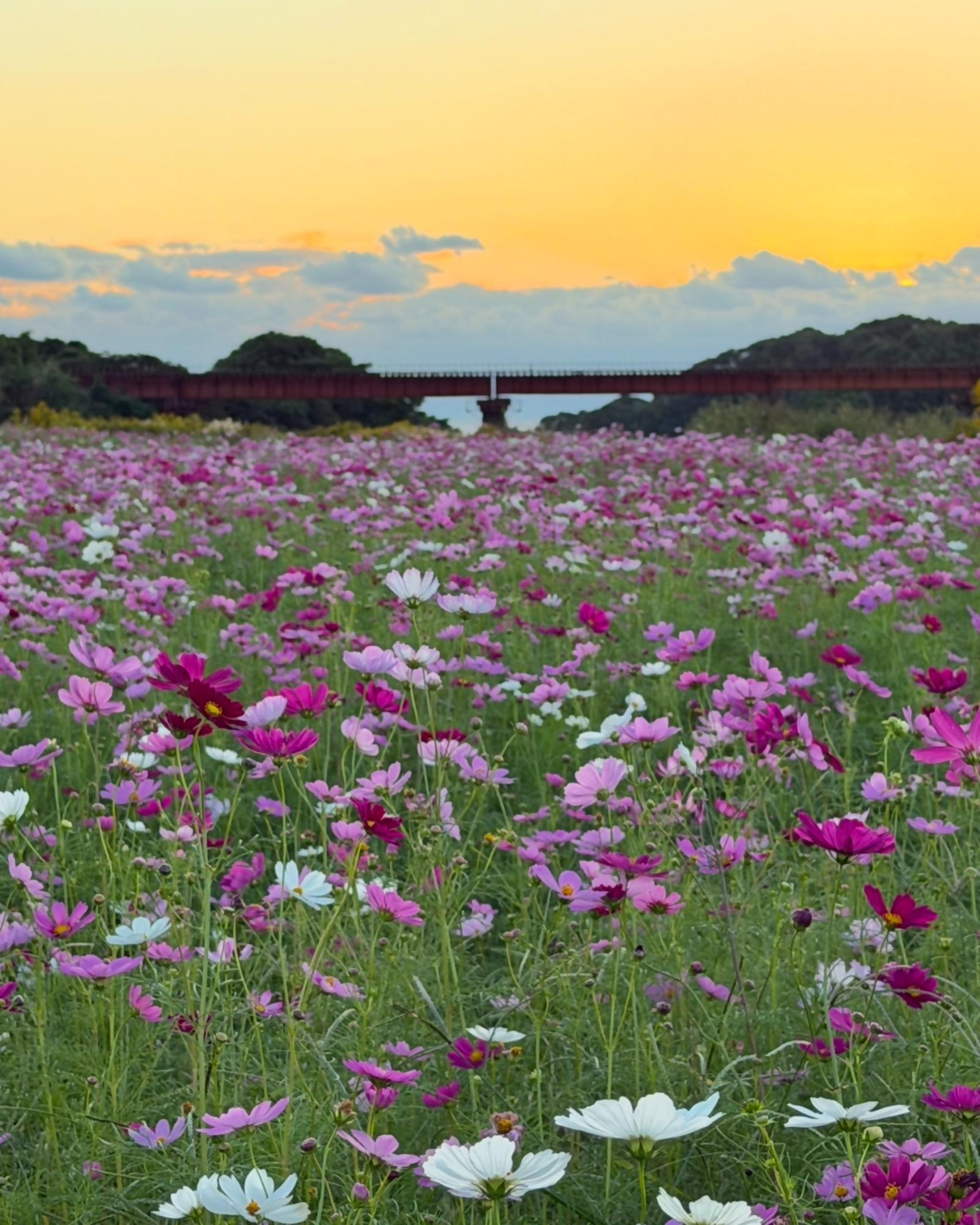 頴娃町郡のコスモス